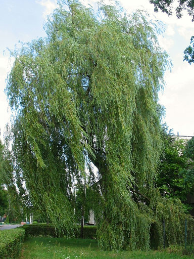 Wierzba paczca - pokrj