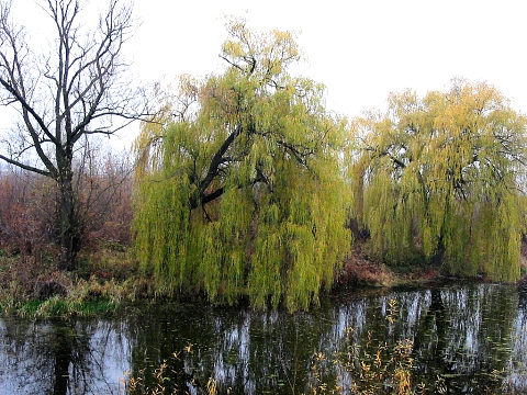 Wierzba paczca - pokrj
