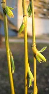 Wierzba paczca - gazki