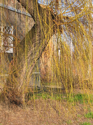 Wierzba paczca - pokrj