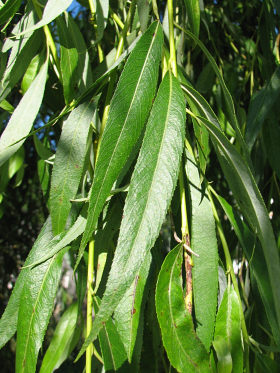 Wierzba paczca - licie
