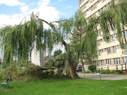 Poamana wierzba paczca