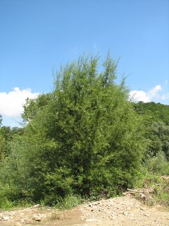 Wierzba wiciowa