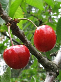 Winia ptasia - owoce