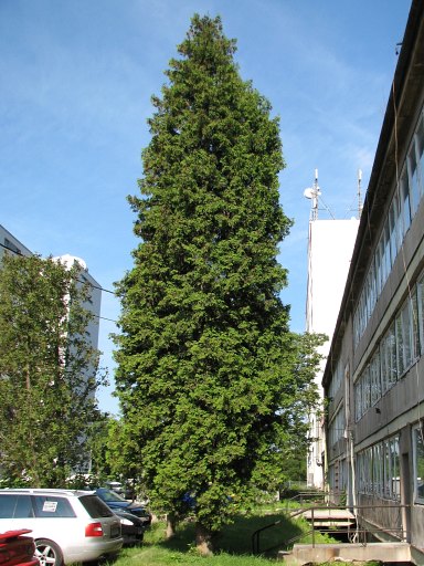 ywotnik zachodni