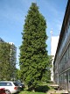 Żywotnik zachodni