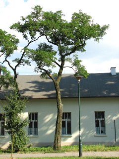 Robinia akacjowa