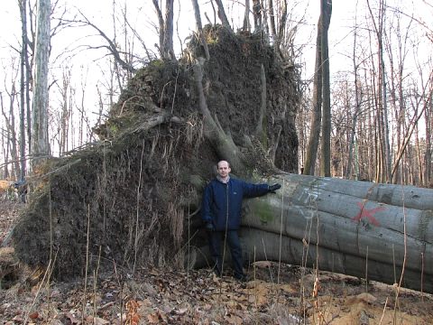 Buk zwyczajny