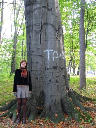 Buk zwyczajny w Bulowicach