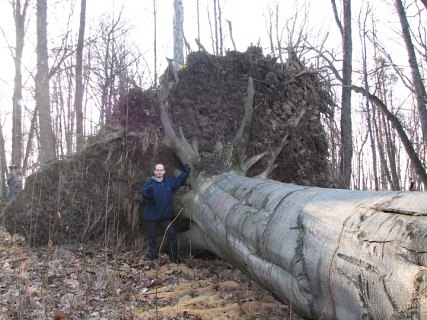 Buk zwyczajny w Bulowicach