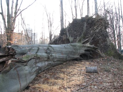 Buk zwyczajny w Bulowicach