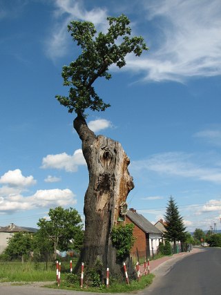 Gruby Db