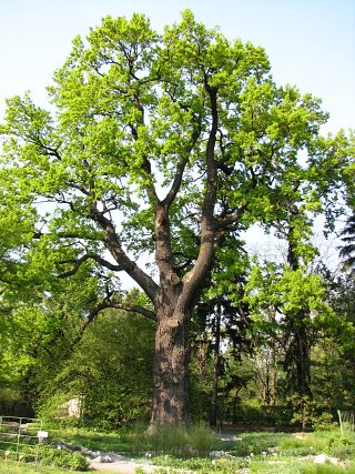 Db szypukowy Jagielloski