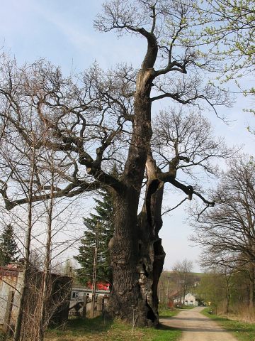 Db szypukowy Chrzecijanin