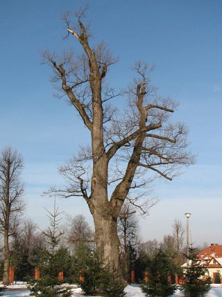 Db szypukowy w Rychwadzie