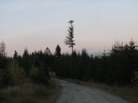 Pokrj jody pospolitej