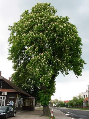 Kasztanowiec zwyczajny
