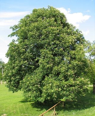 Kasztanowiec zwyczajny