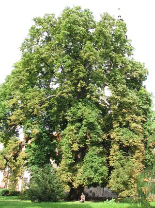 Kasztanowiec zwyczajny