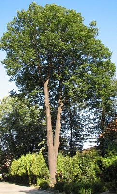 Lipa szerokolistna