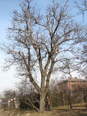 Orzech woski
