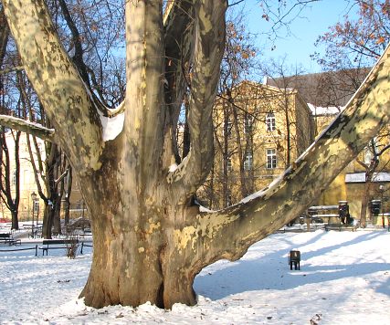 Platan klonolistny na krakowskich Plantach