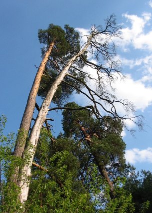 Sosna zwyczajna