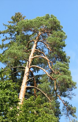 Sosna zwyczajna