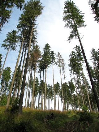 Pokrj wierka pospolitego