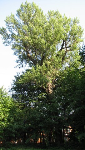 Topola czarna