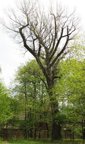 Topola czarna