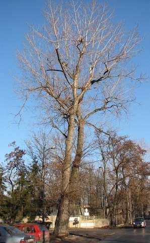 Topola czarna