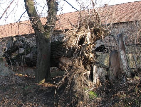 Topola czarna