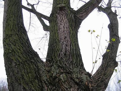 Topola czarna w Baranowie Sandomierskim