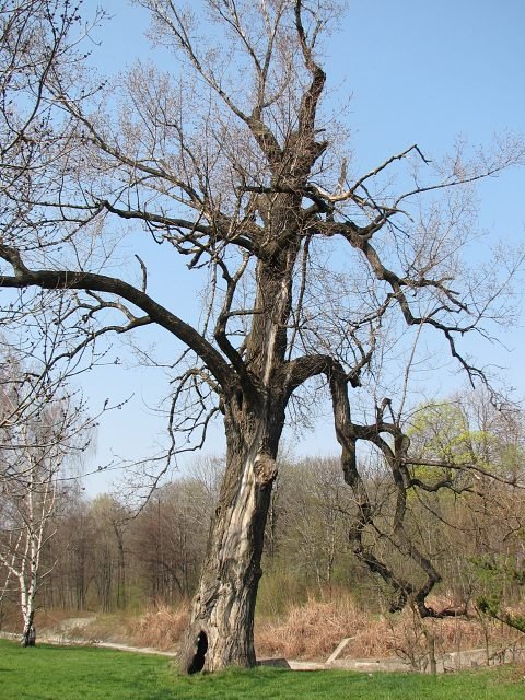 Topola czarna w Bielsku-Biaej