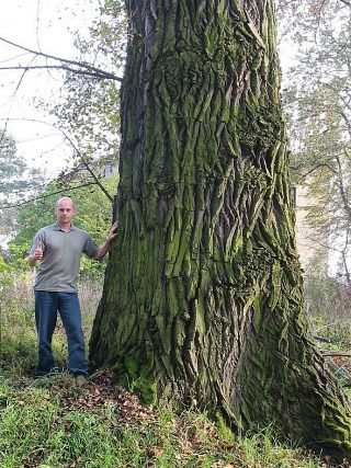 Topola czarna w Bulowicach