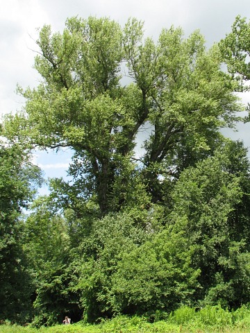 Topola czarna w Kromnowie