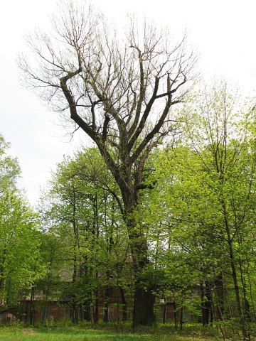 Topola czarna w Krzeszowicach
