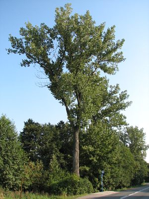 Topola kanadyjska
