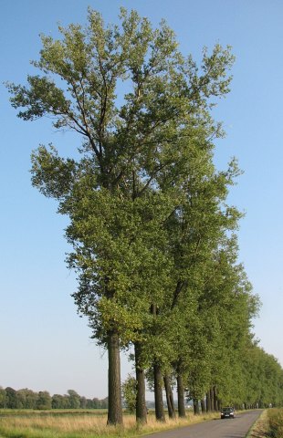 Topola kanadyjska