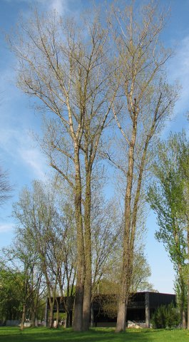 Topola kanadyjska