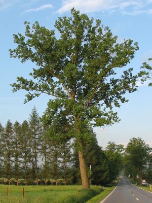 Topola kanadyjska
