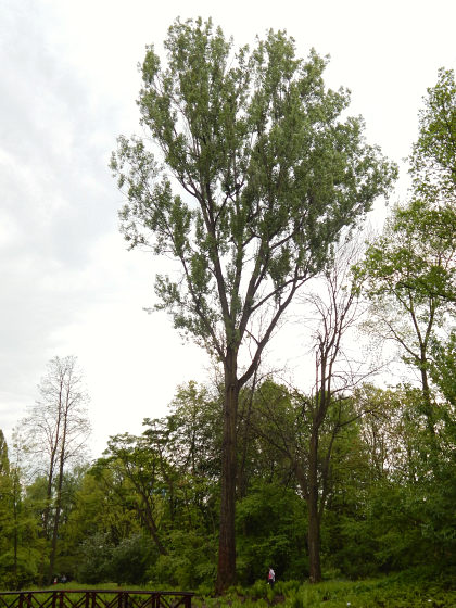 Topola kanadyjska