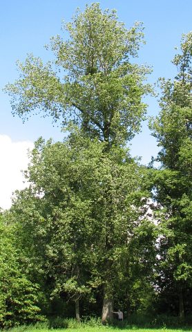 Topola kanadyjska