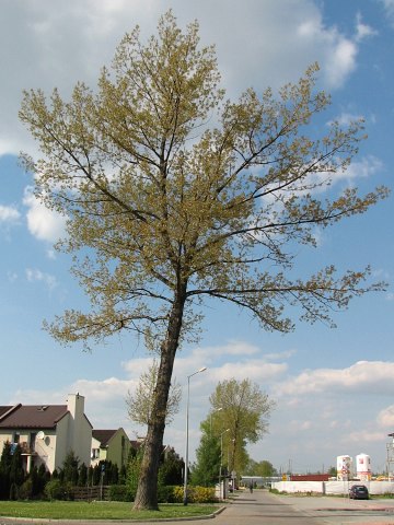 Topola kanadyjska