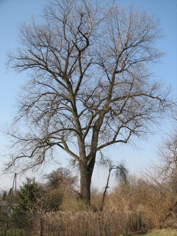 Topola kanadyjska