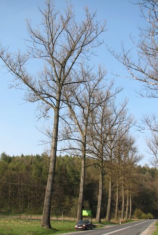 Topola kanadyjska