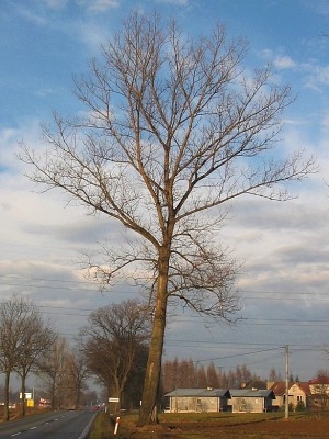 Topola kanadyjska