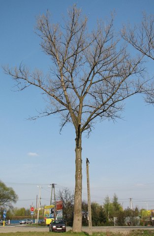 Topola kanadyjska