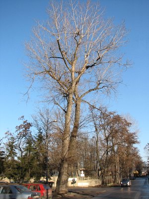 Topola kanadyjska